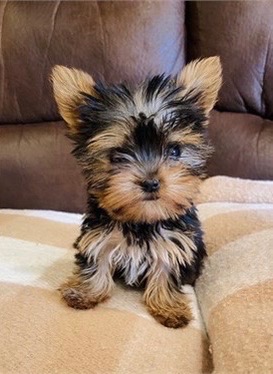 Coco teacup Yorkie puppy for sale Los Angeles