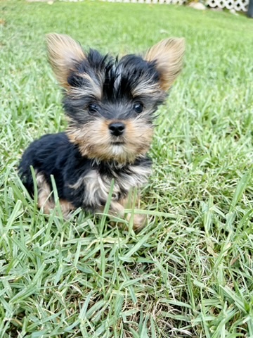 Bella teacup Yorkie puppy for sale Los Angeles